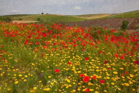 Wild flowers and fields oil_MG_7818