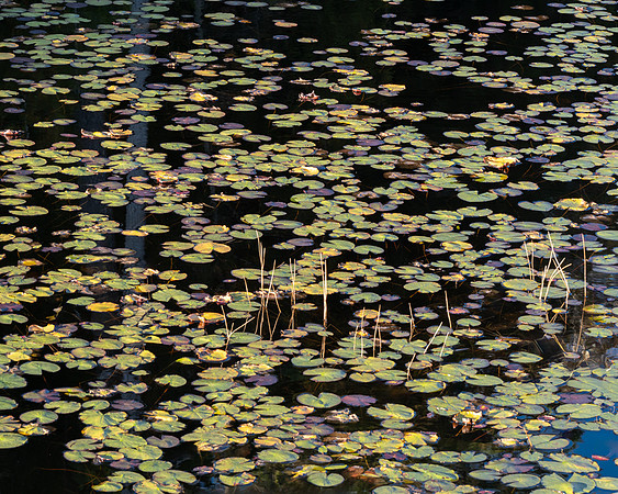 Lilypads_DSC4383