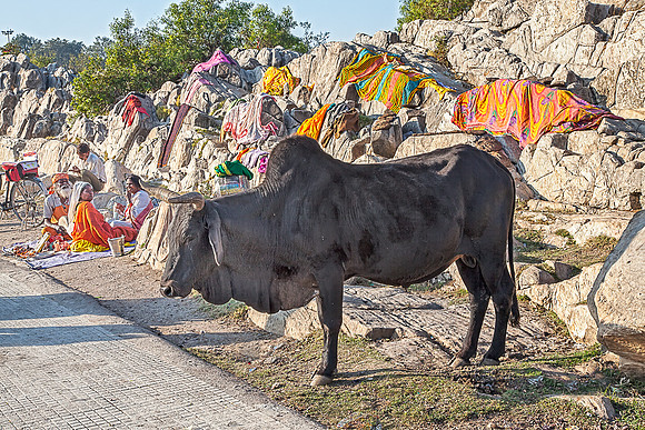 Cow,rocks and vendors _MG_9574
