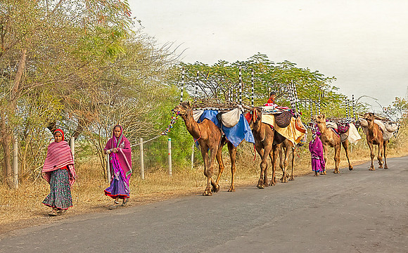 Travelling camels txtrd_MG_9916