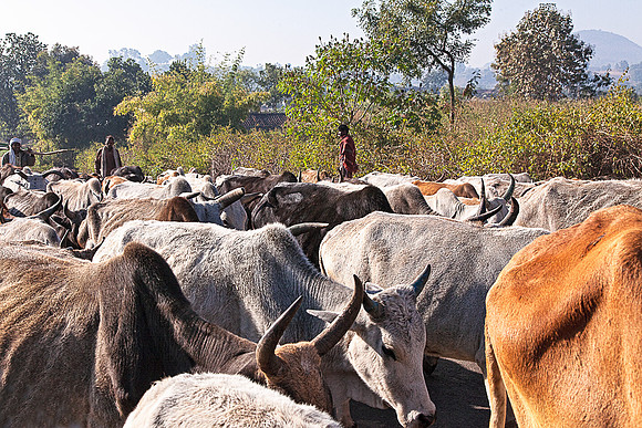 Cattle on the road_MG_9451