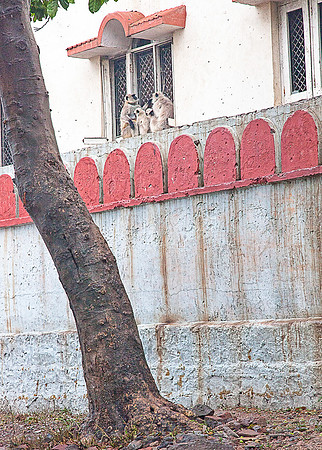 Monkeys on window ledge_MG_9823