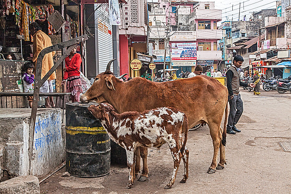 Cow and calf shopping_MG_9993