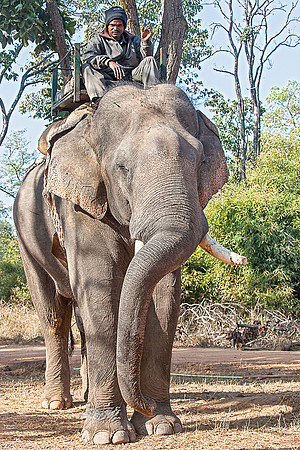 Elephant2, Bandhavgarh_MG_9400
