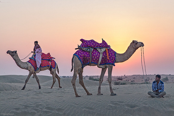 Camels at sunsetIMG_8424