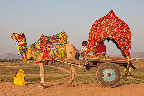 Camel cart at sunsetIMG_7894