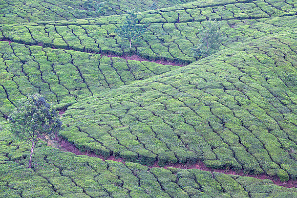 Path through tea Munnar_0081