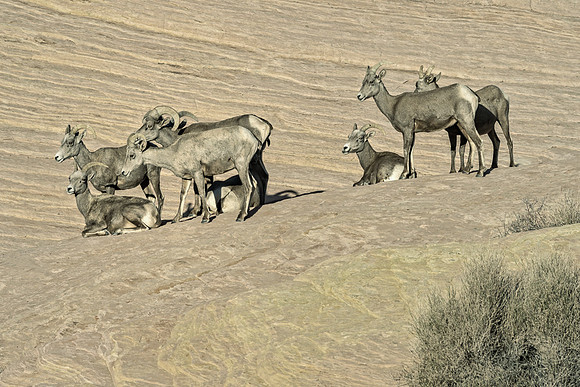 Longhorn sheep_DSC3656