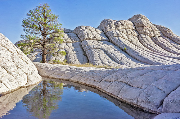 Lone tree, White Pockets_DSC3299-Edit