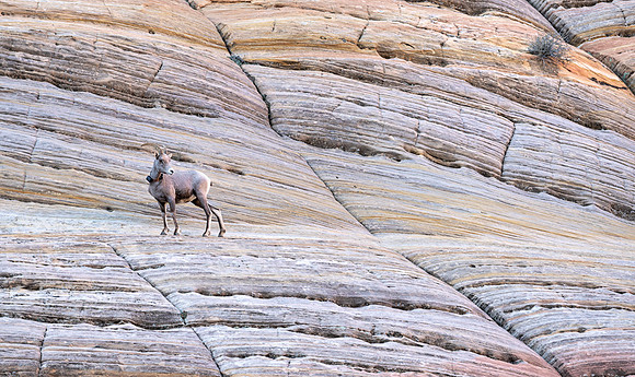 Lone ram_DSC3205
