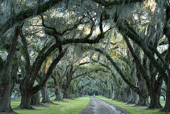Avenue of trees-0390