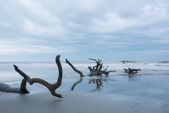 Driftwood trees_DSC0146