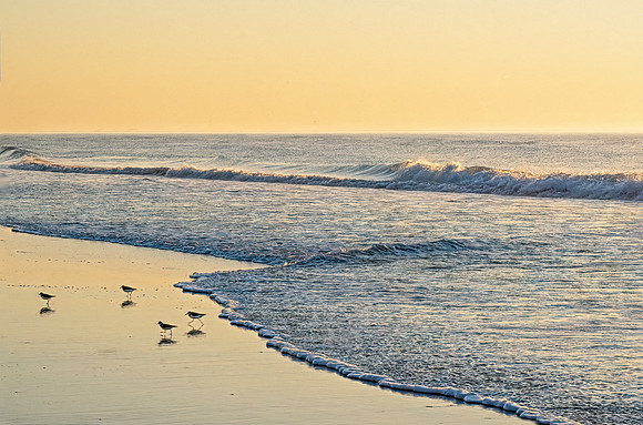 Surf and gulls_PMD0812