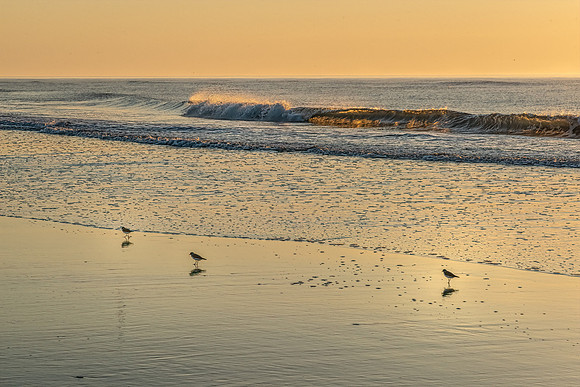 Surf sandpipers sunrise_PMD0811