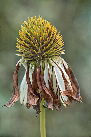 Aging cone flower
