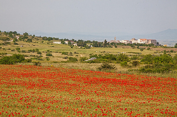 Poppies and town_MG_7712