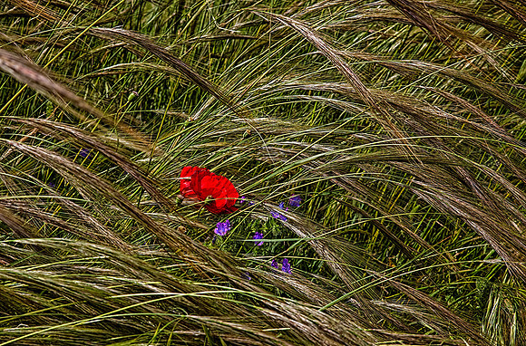 Grass and flowers II_MG_7735