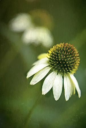 Cone flower and echo