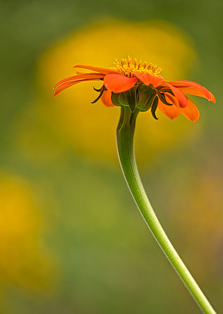 Sunshine daisy_PMD8168