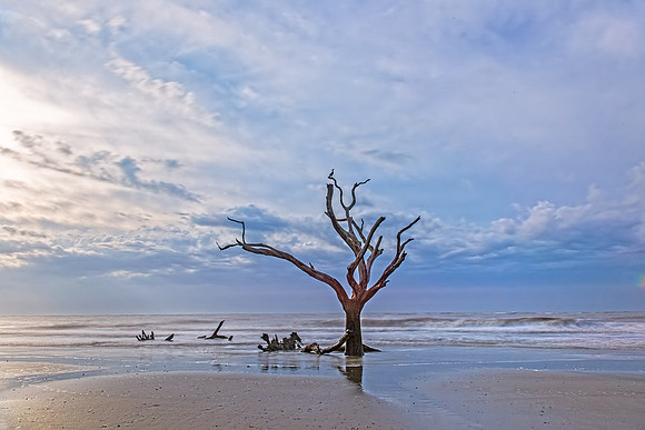 Lone tree at dawn_DSC0162