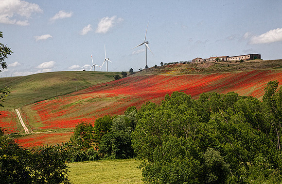 windmills and poppies_MG_7827