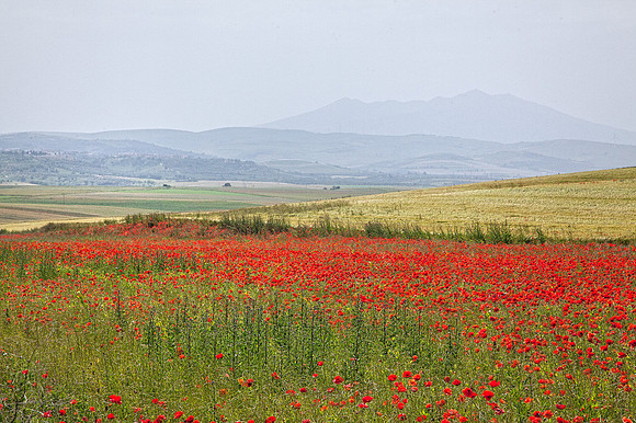 Field of Poppies _MG_7736