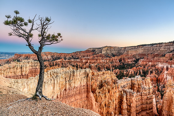 Lone tree at Bryce_DSC2943