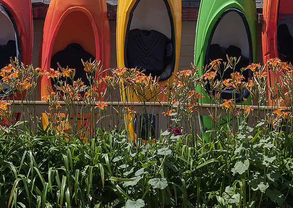 Canoes and daylilies