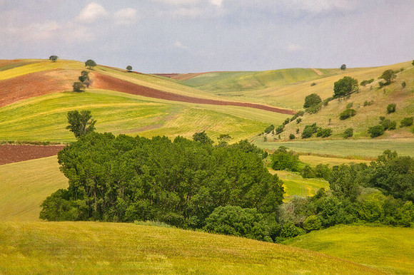 Rolling hills2 oils_MG_7826