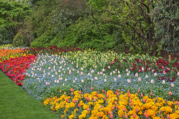Tulips StJamesLondon_MG_4371